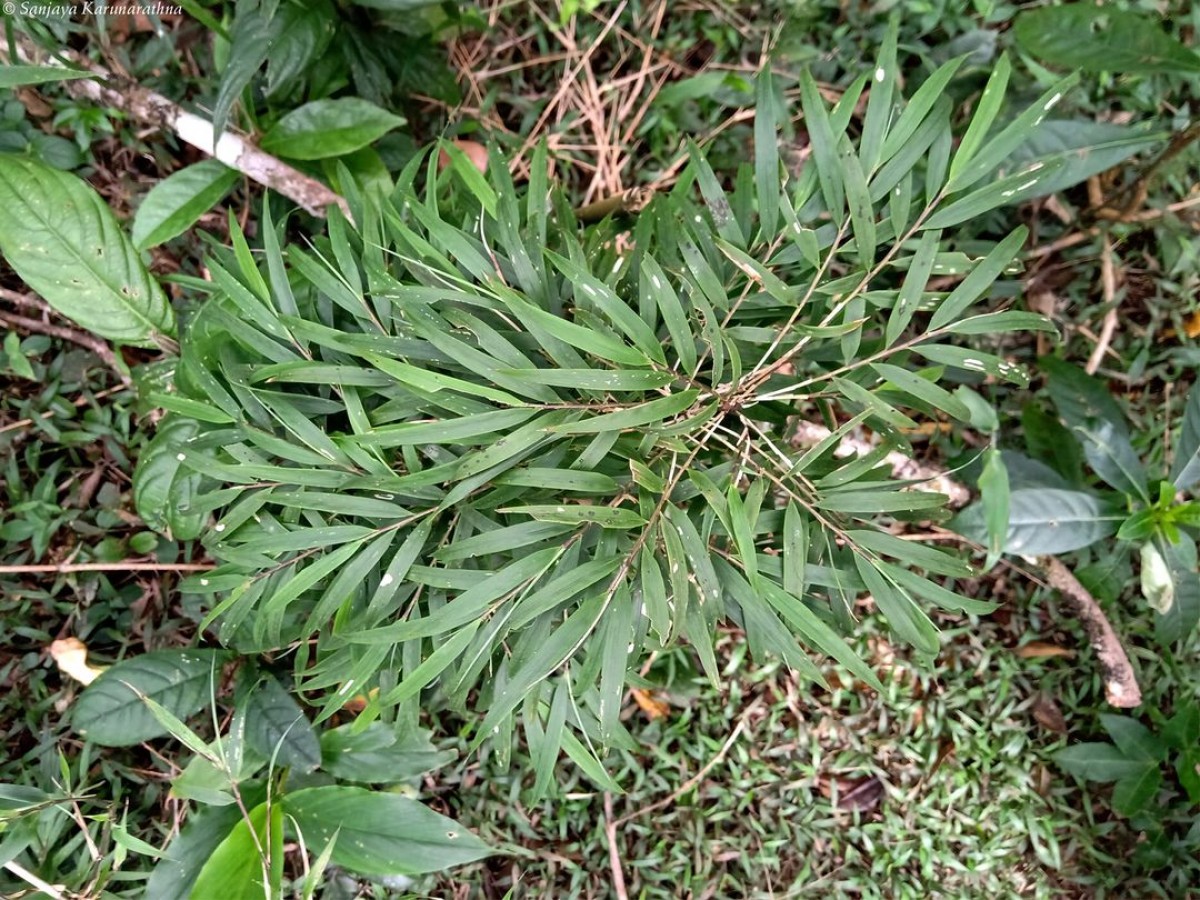 Kuruna debilis (Thwaites) Attigala, Kaththr. & L.G.Clark